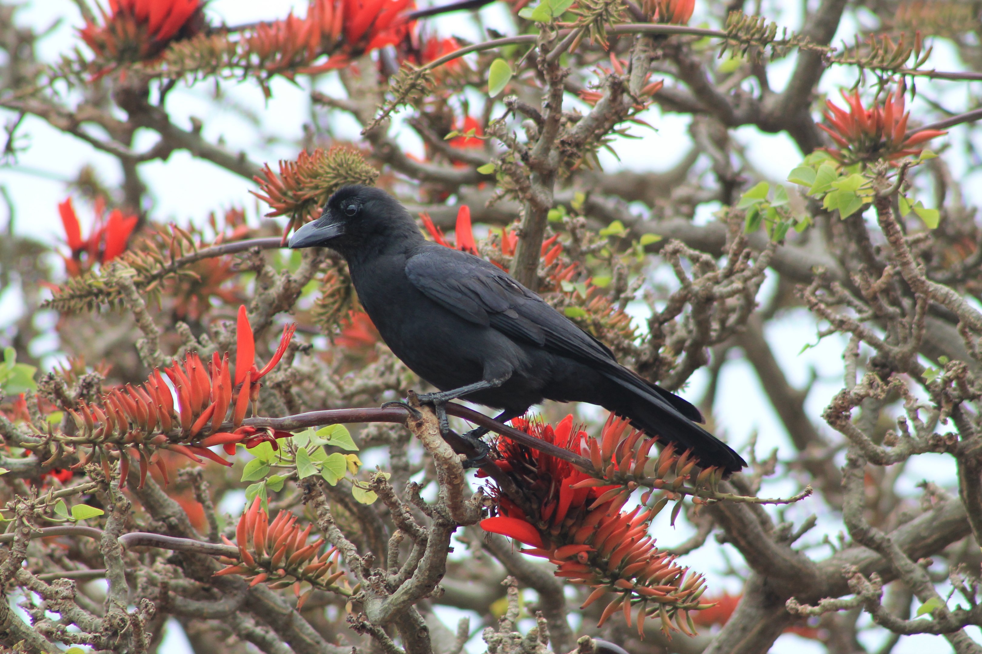 Large-billed Crow (Corvus macrorhynchos osai)
