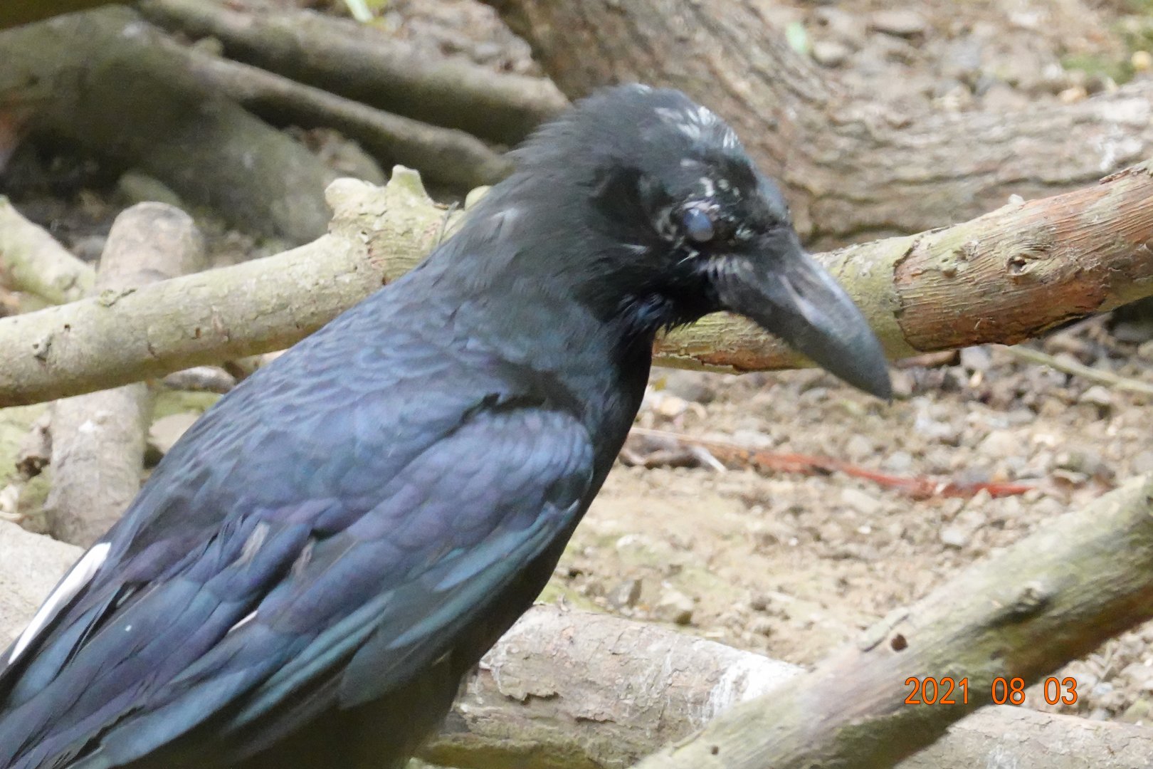 Large-billed Crow (Corvus macrorhynchos)