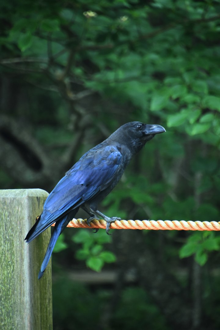 Large billed crow, (Corvus macrorhynchos)