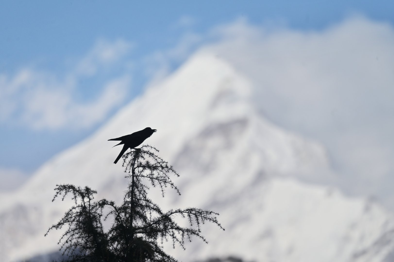 Large-billed Crow Corvus macrorhynchos
