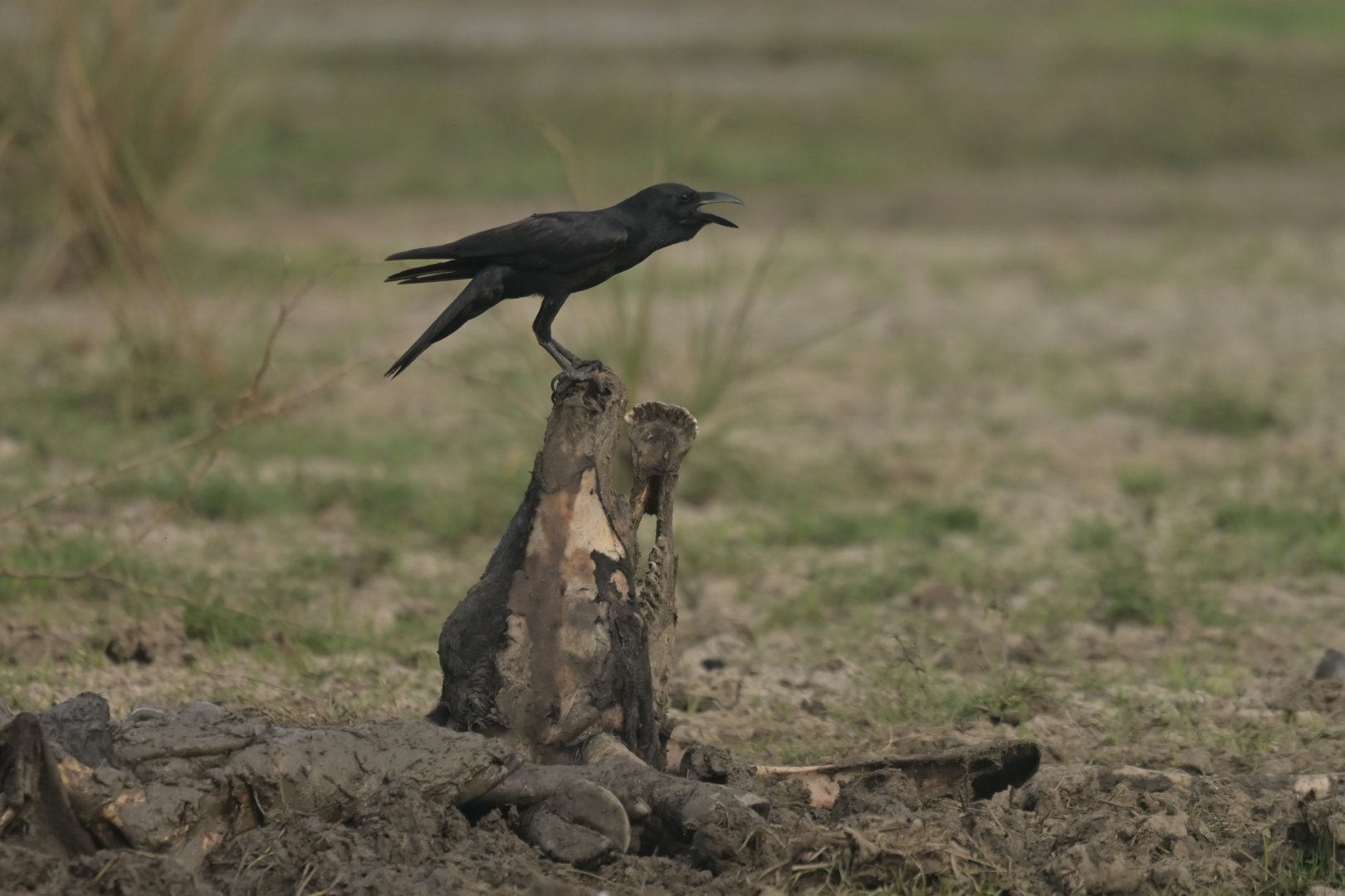 Large-billed Crow Corvus macrorhynchos