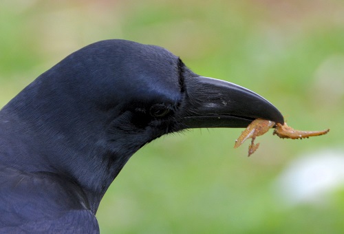 Large-billed crow + gecko