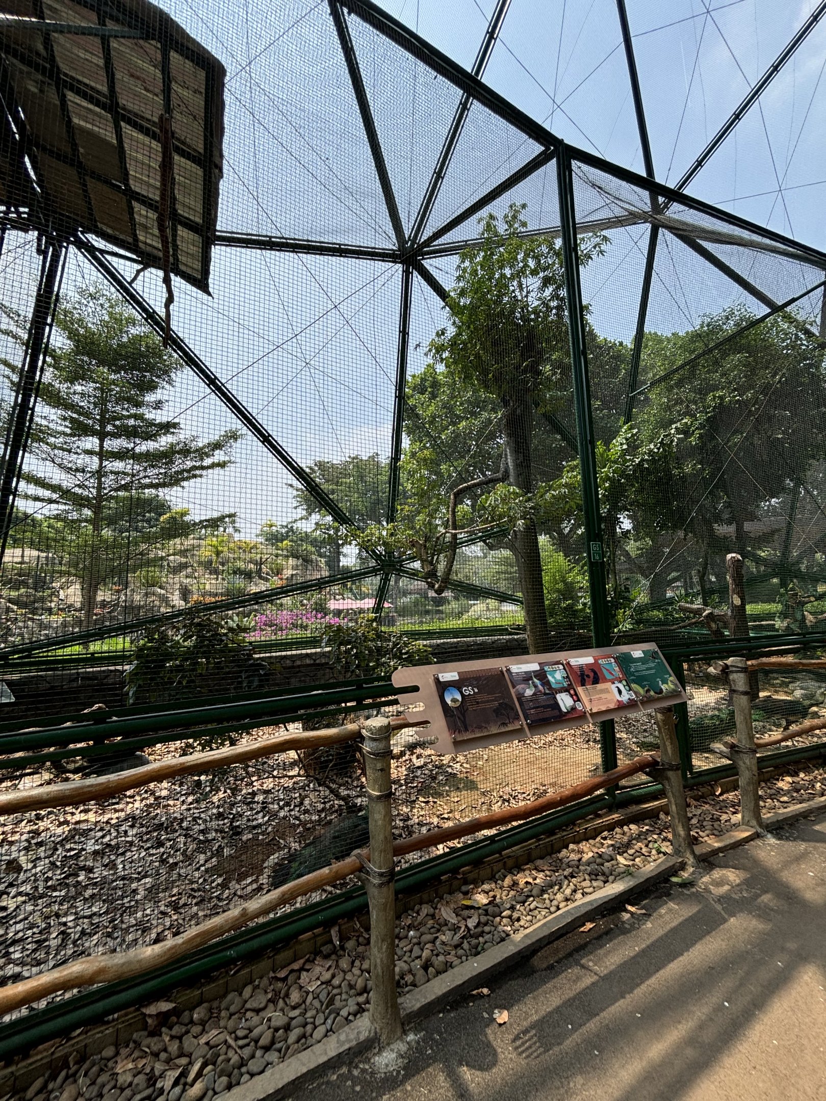 Large-billed Crow/Java Peafowl Aviary