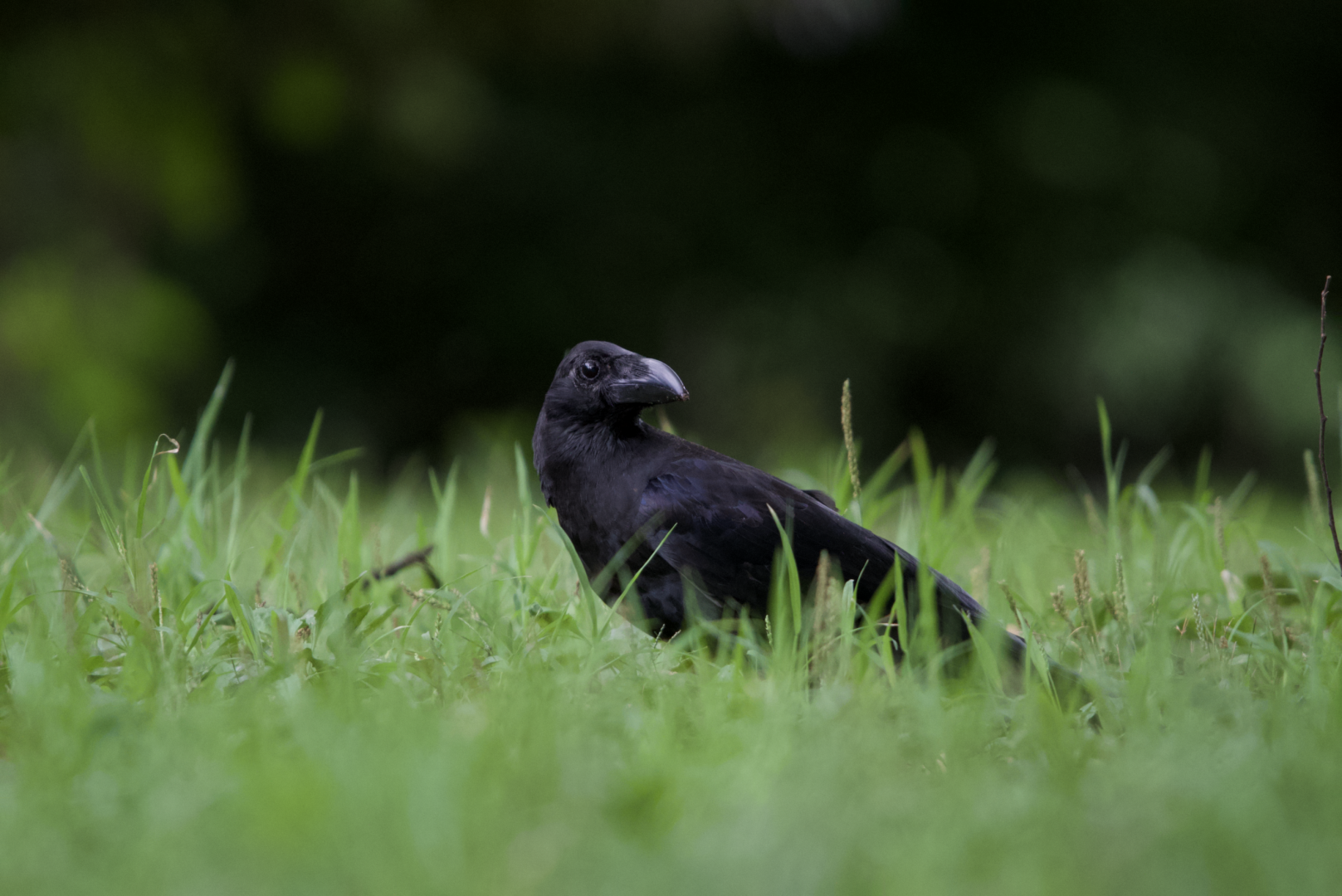 Large Billed Crow ~ Meiji Jingu Shrine