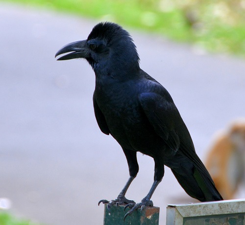 Large-billed crow