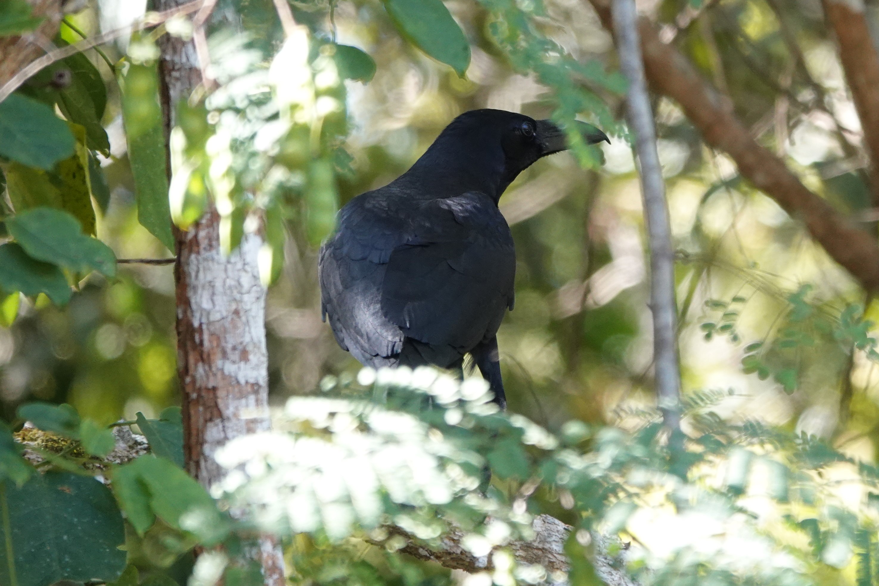 Large-billed Crow