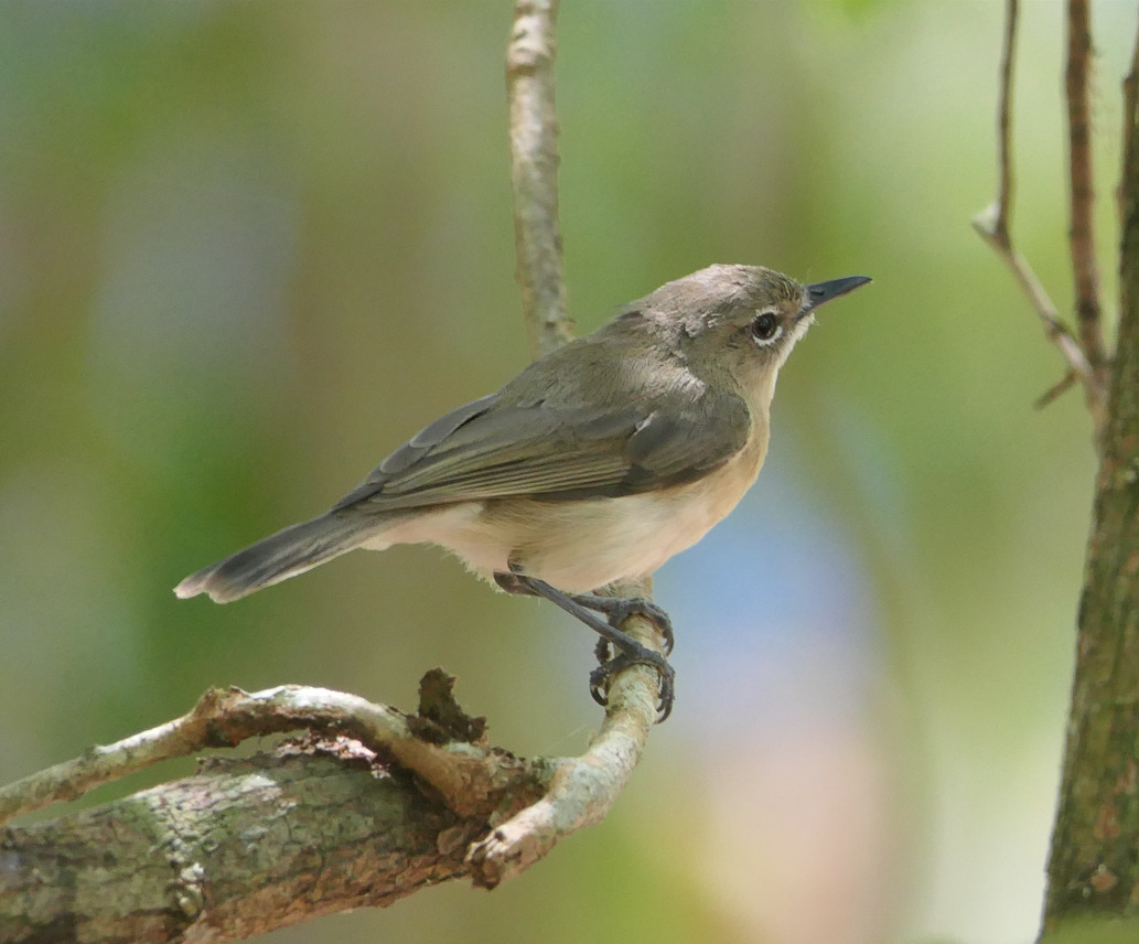 Large-billed Gerygone (Gerygone magnirostris cairnsensis)
