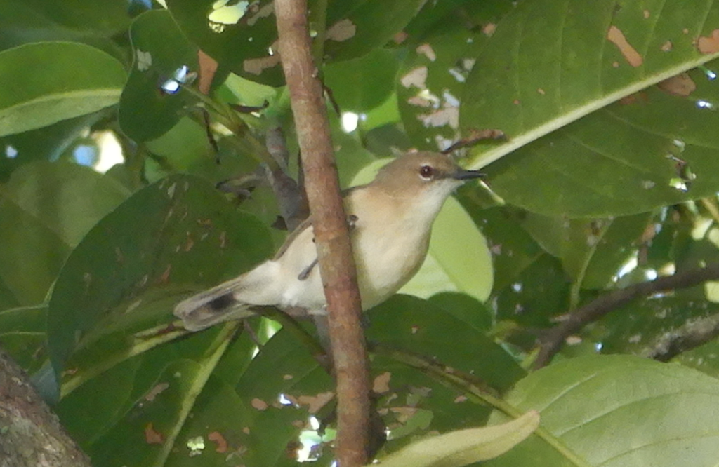 Large-Billed Gerygone
