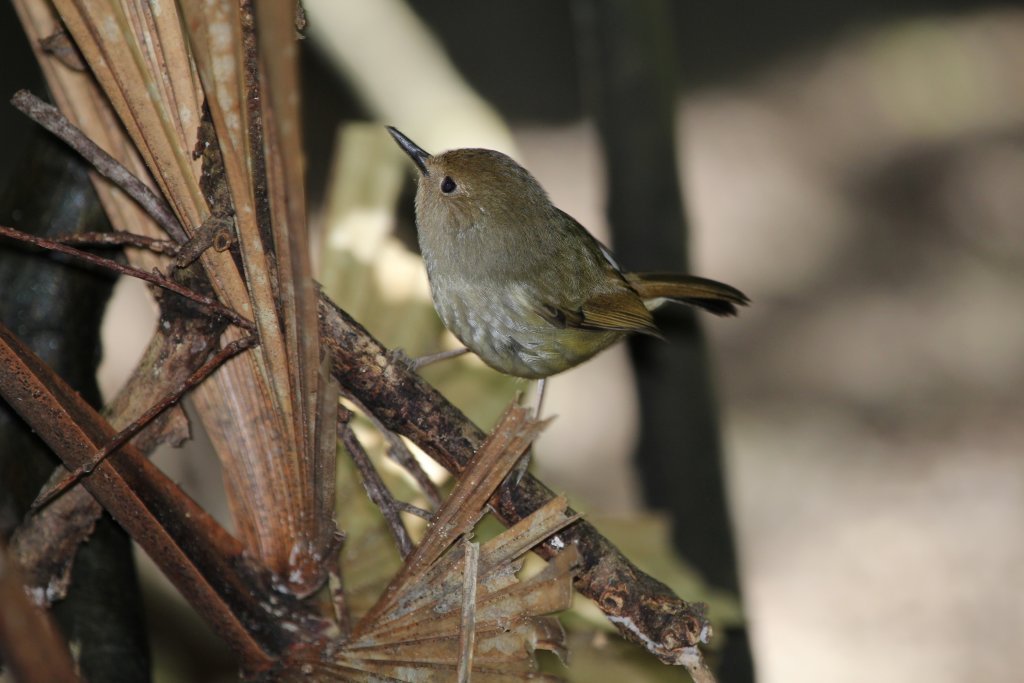 Large-billed Scrub-wren (Sericornis magnarostris)