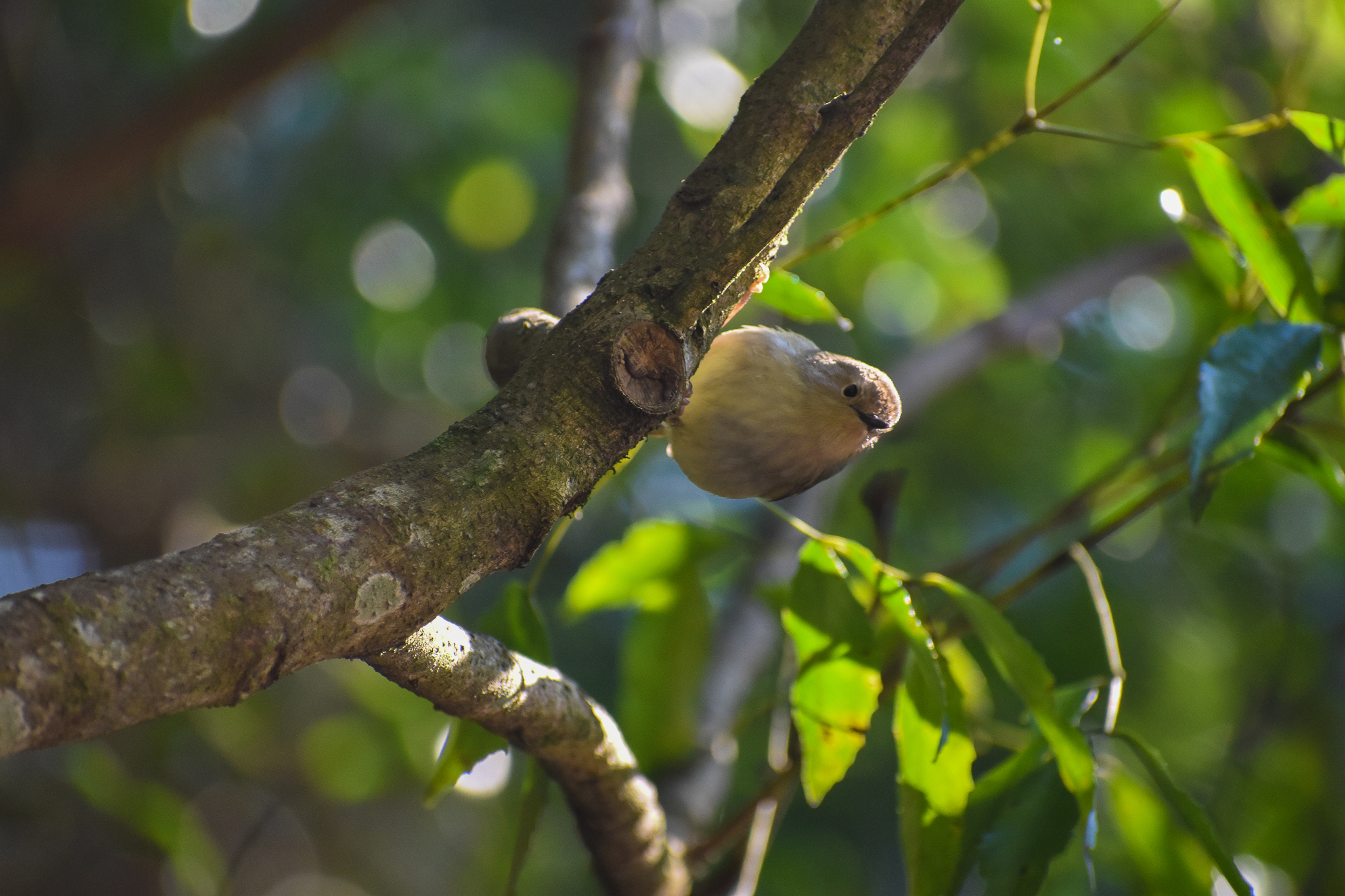 Large-billed Scrubwren (Sericornis magnirostra)