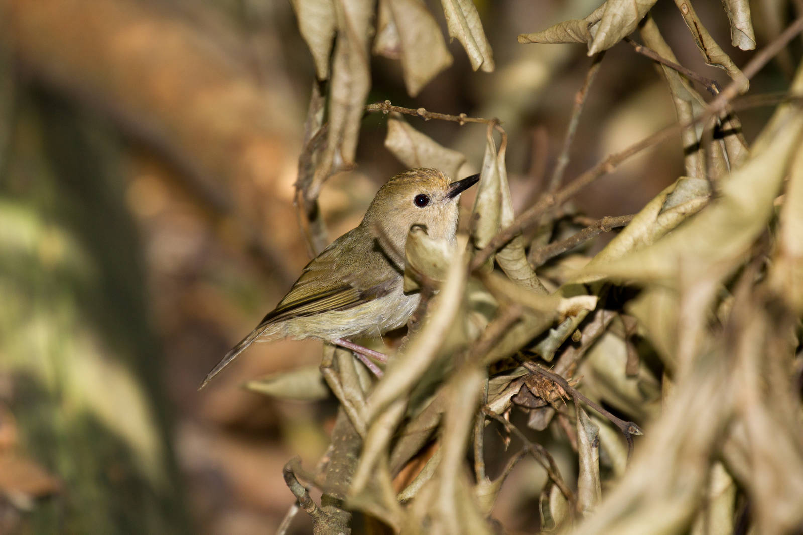 Large-billed Scrubwren