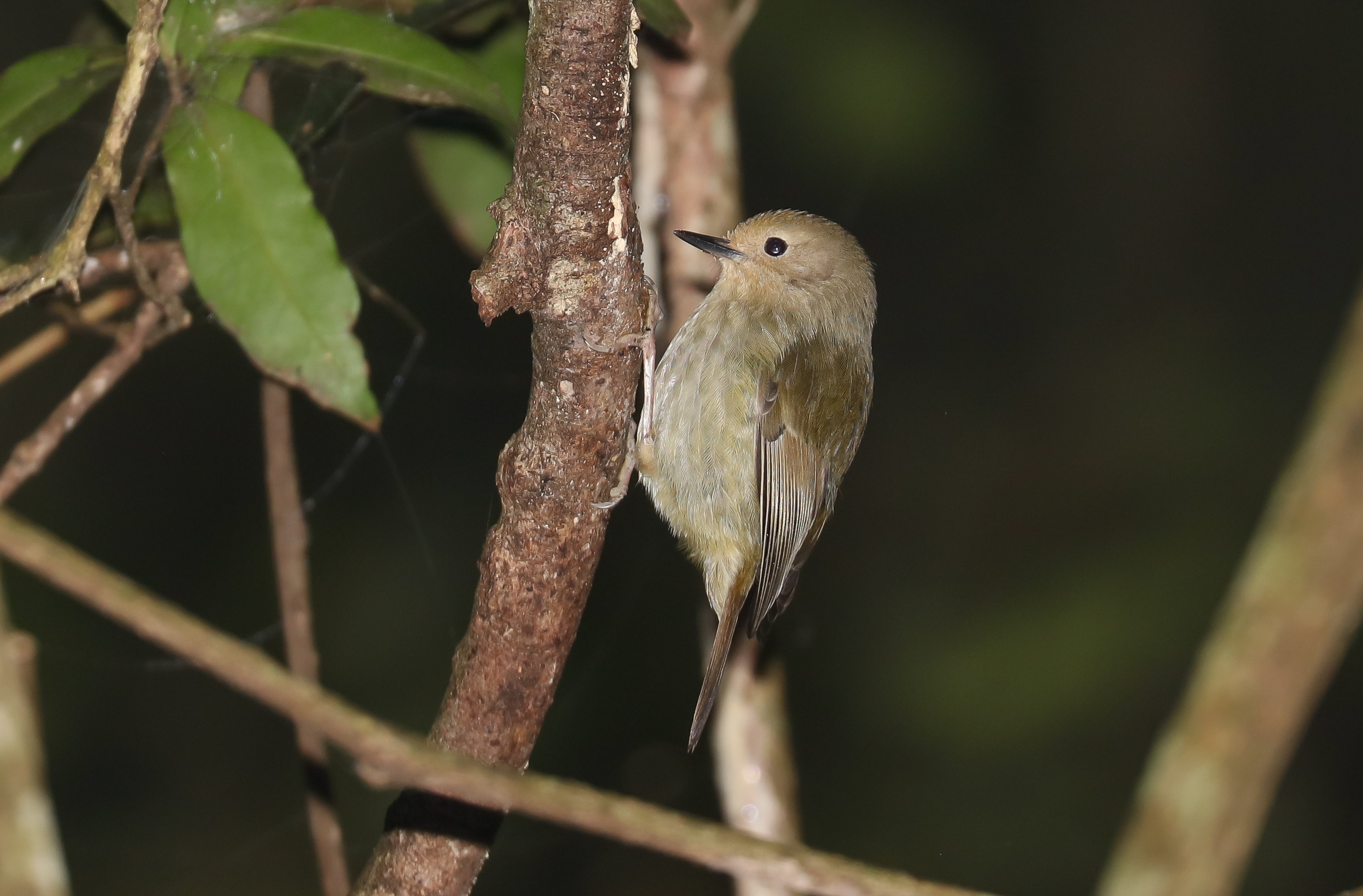 Large-billed Scrubwren