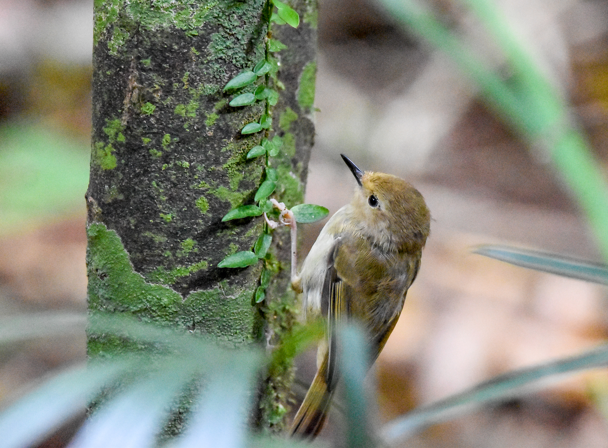 Large-billed Scrubwren