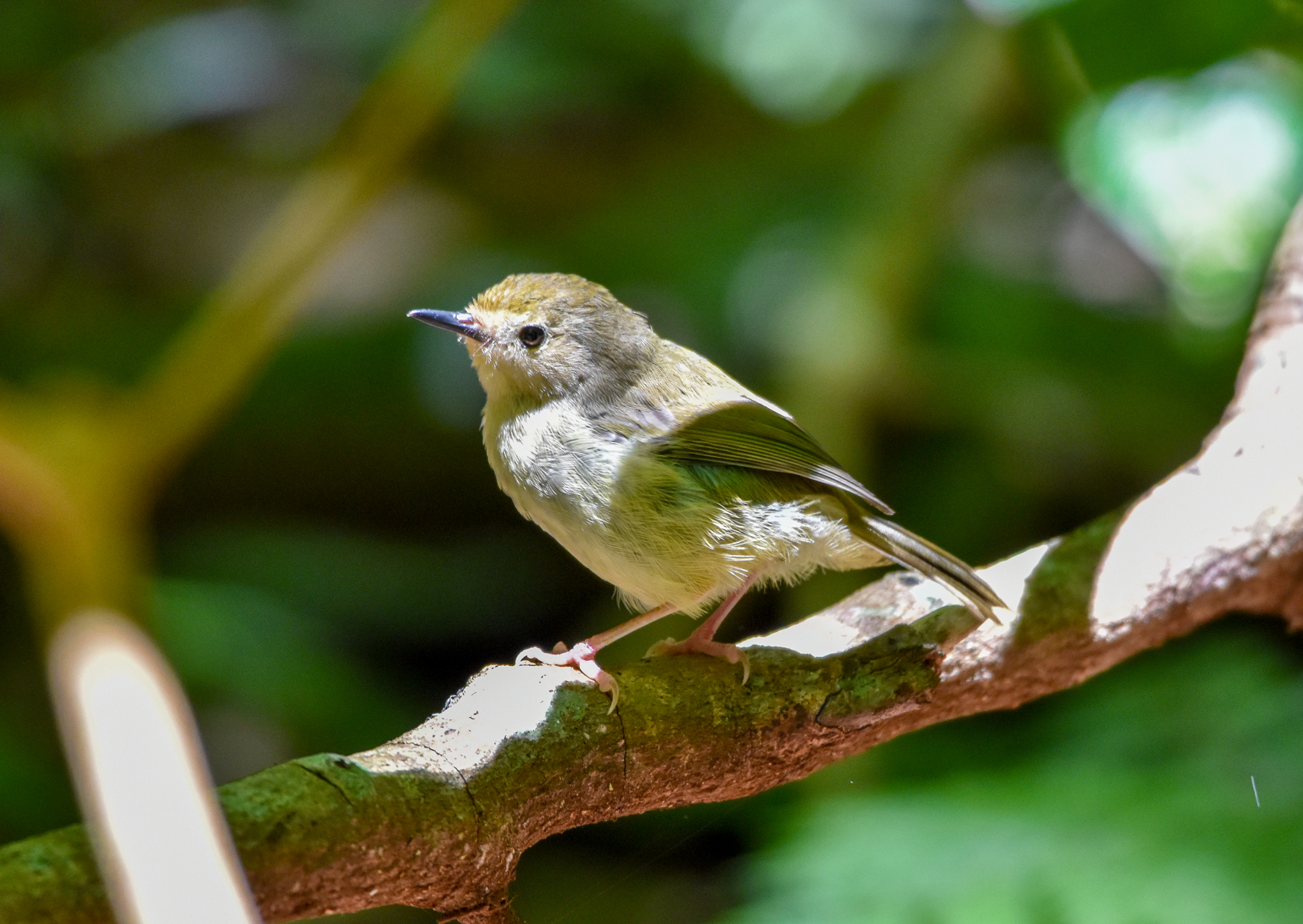 Large-billed Scrubwren