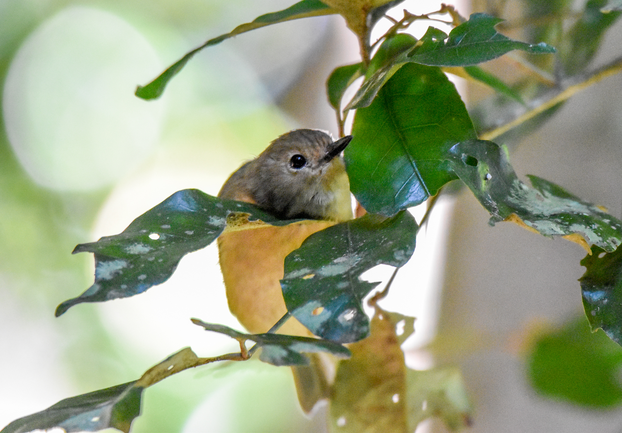 Large-billed Scrubwren