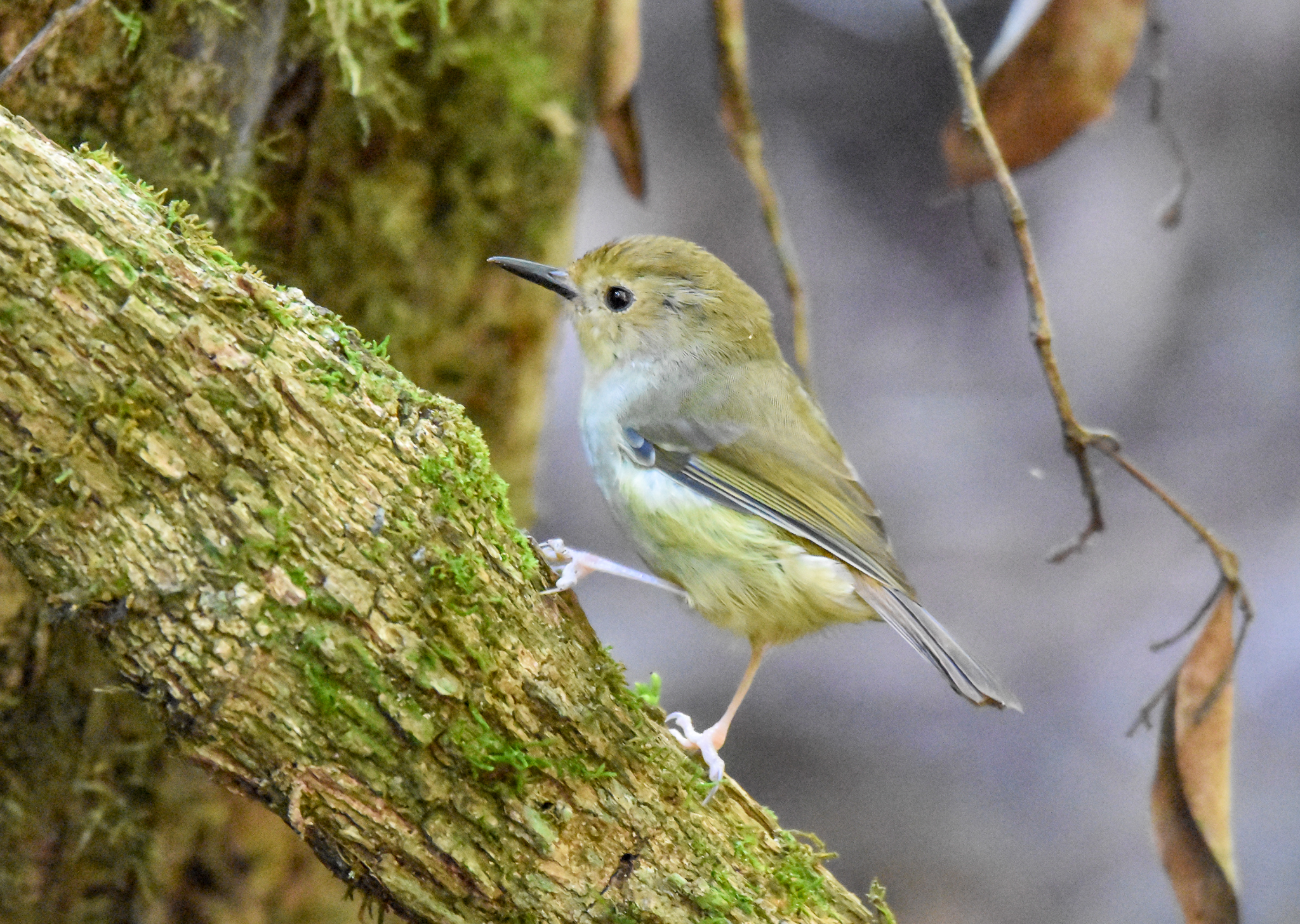 Large-billed Scrubwren