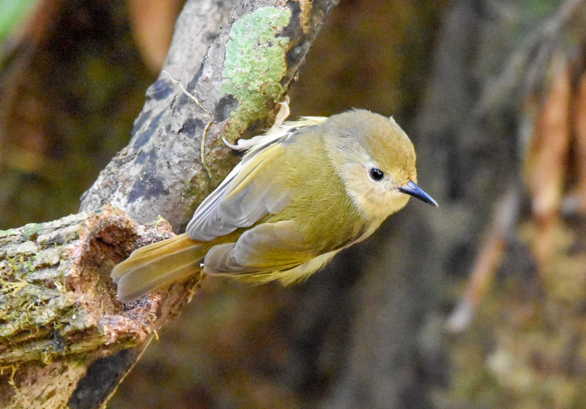 Large-billed Scrubwren