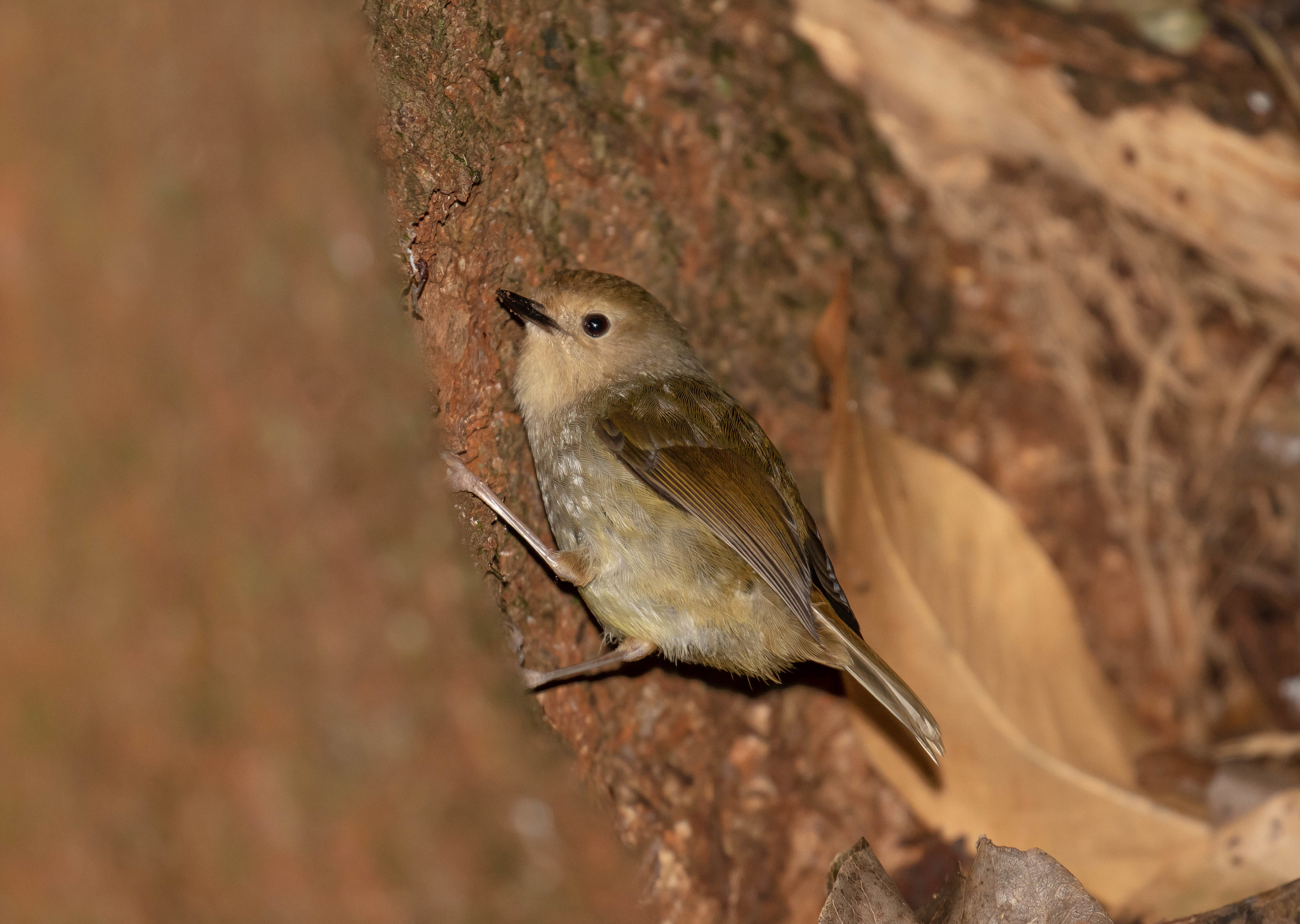 Large-billed Scrubwren