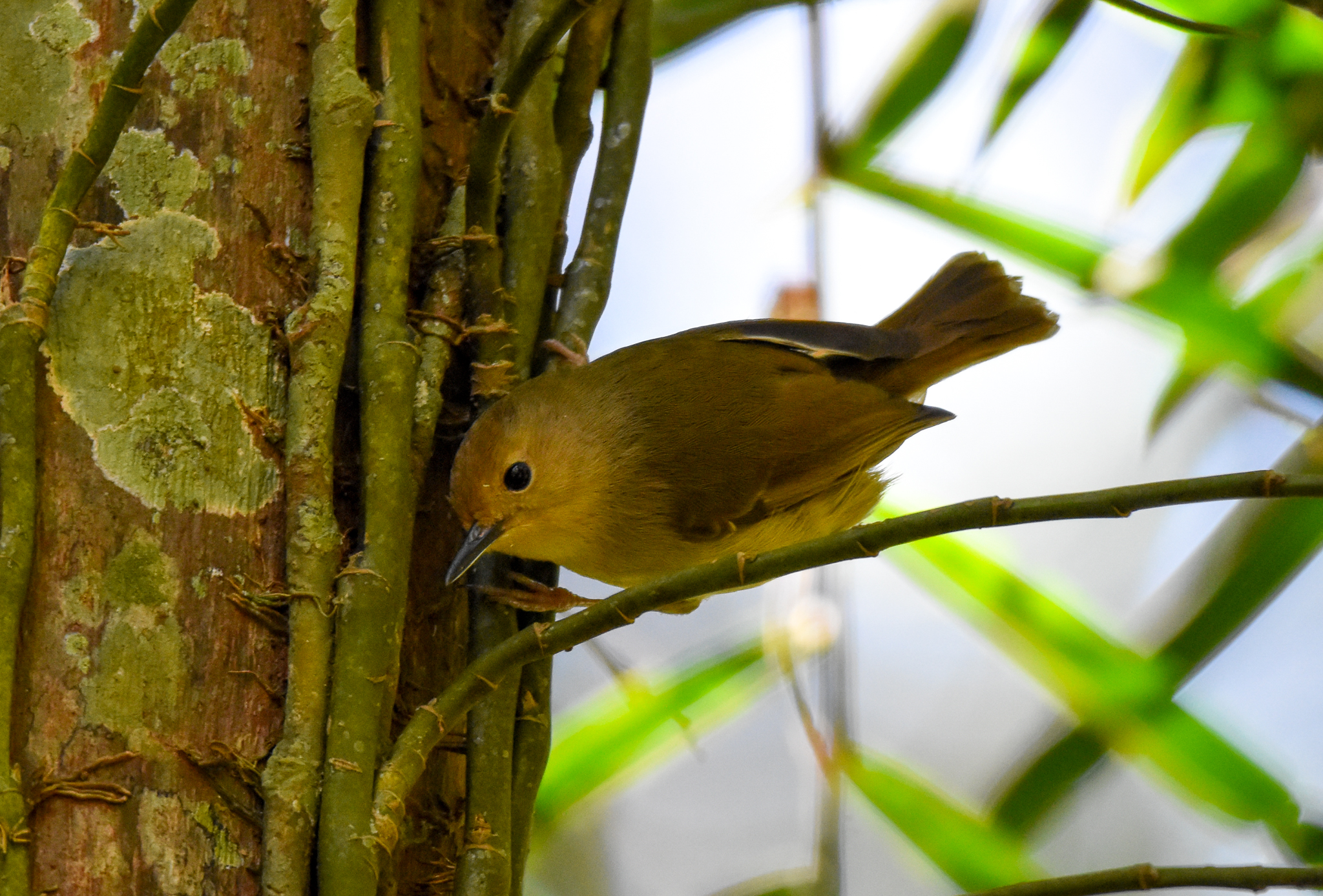 Large-billed Scrubwren