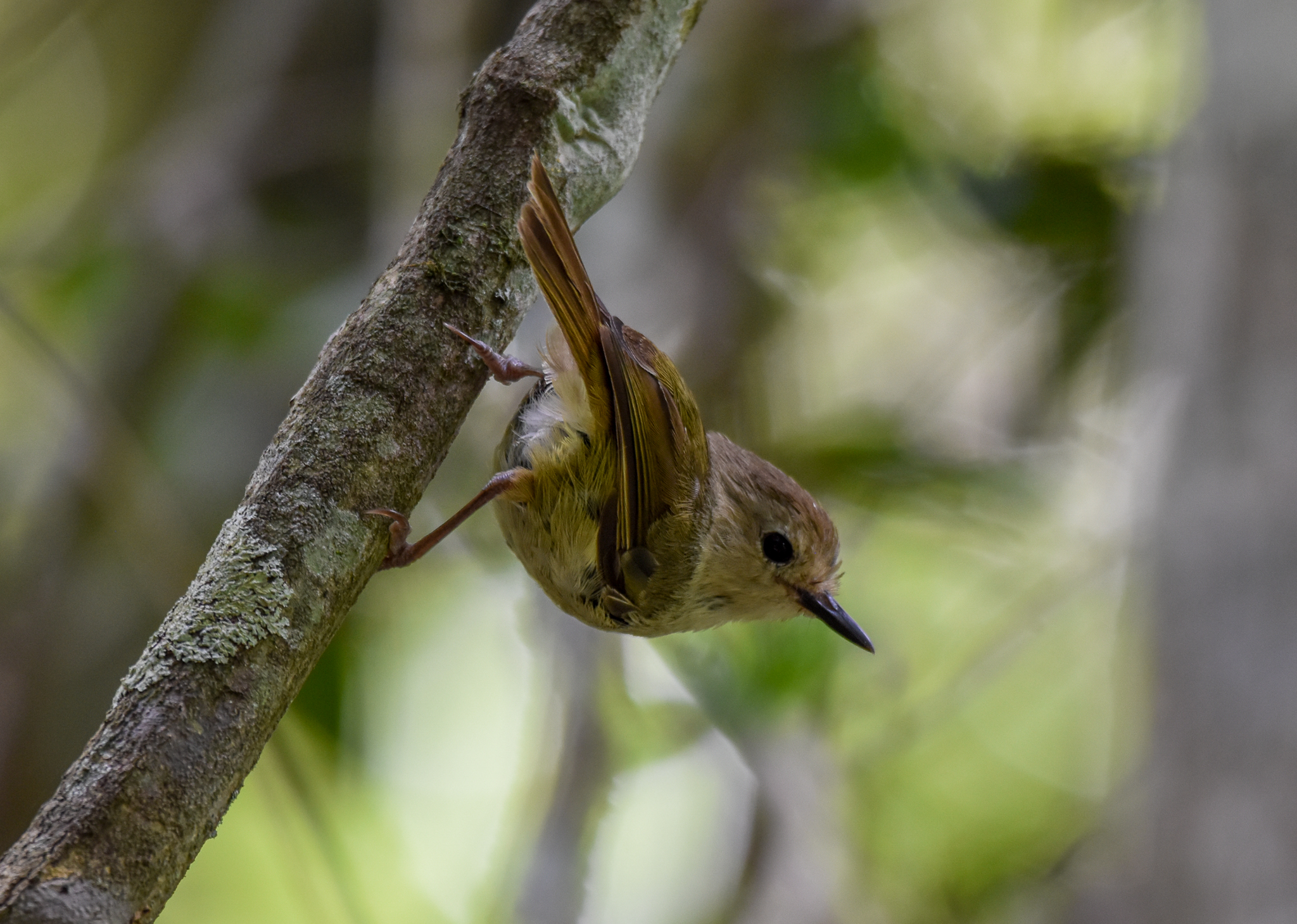 Large-billed Scrubwren