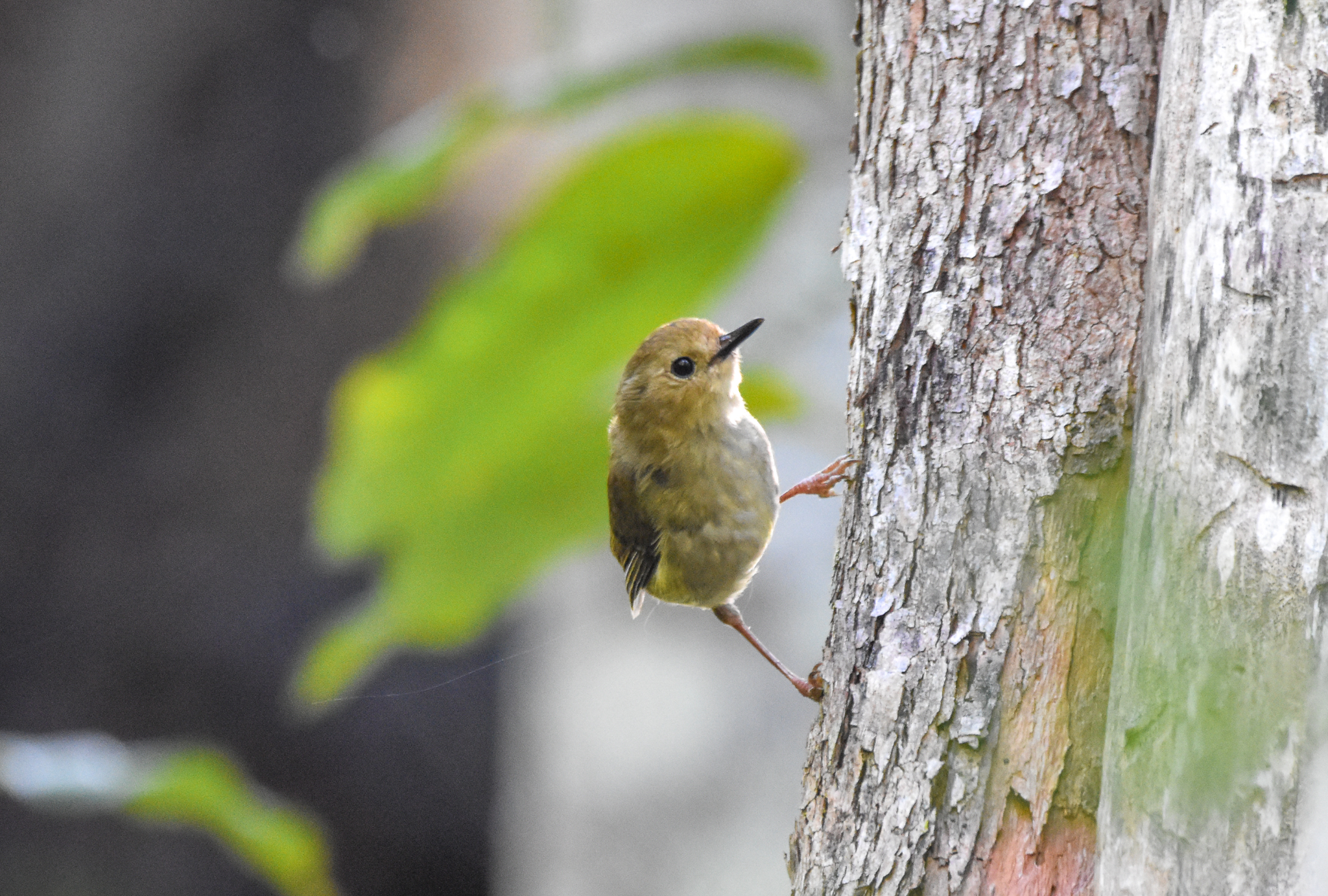 Large-billed Scrubwren