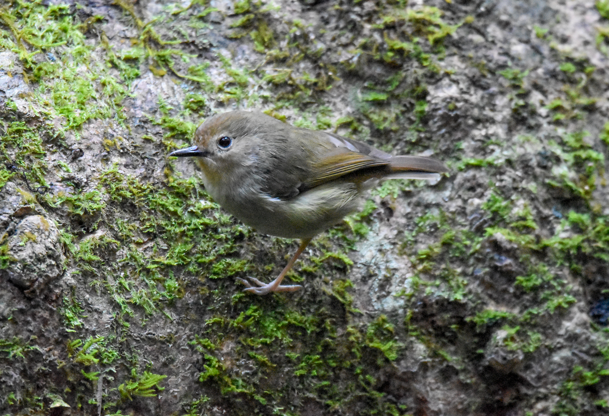 Large-billed Scrubwren