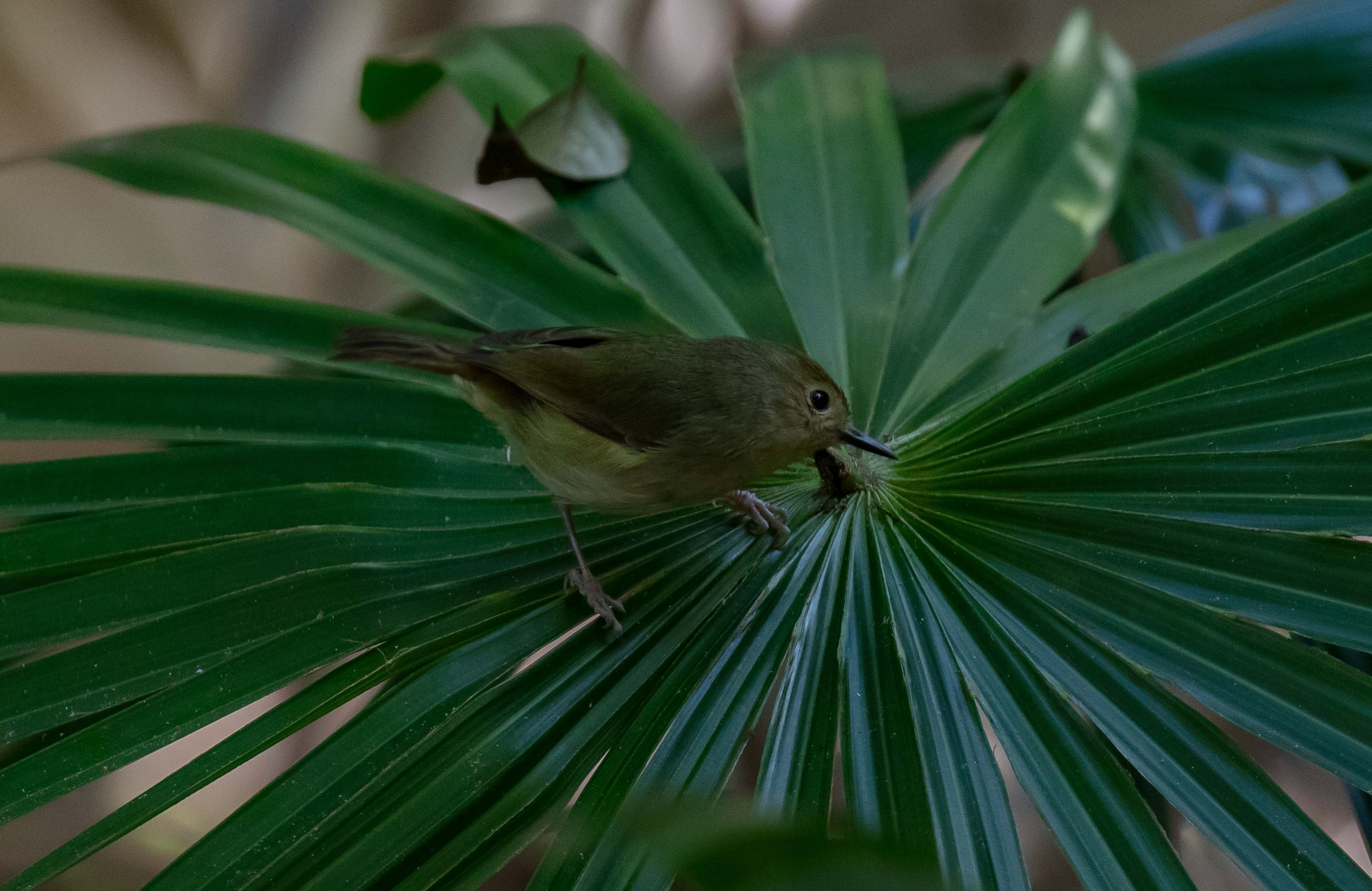 Large-billed Scrubwren