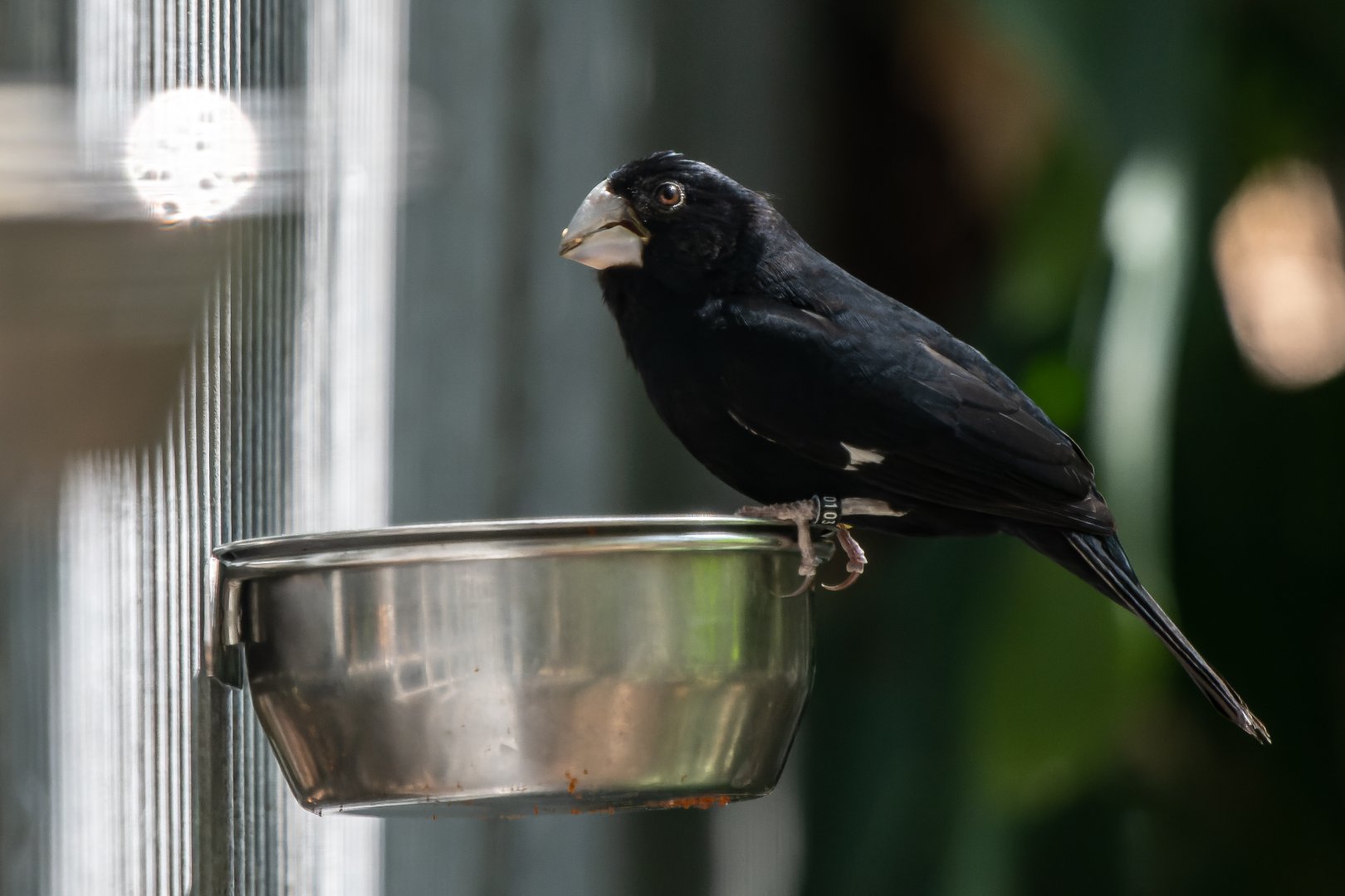 Large-billed seed finch (Sporophila crassirostris)