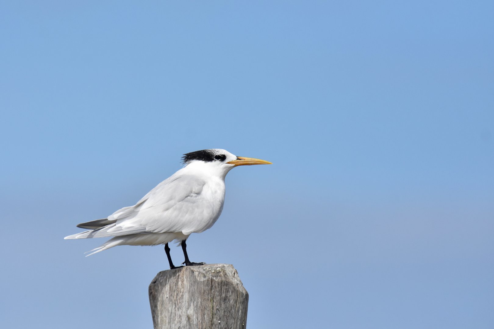Large-billed Tern (Phaetusa simplex)