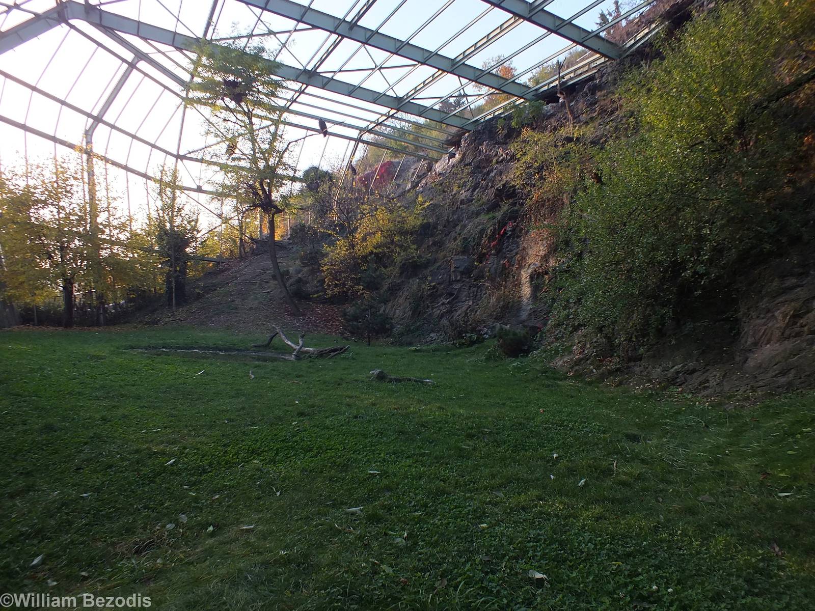 Large Bird of Prey Aviary