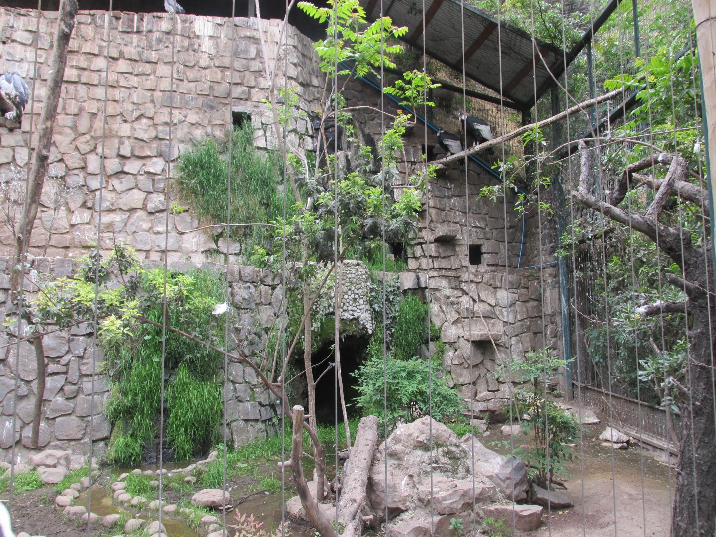 large bird of prey aviary