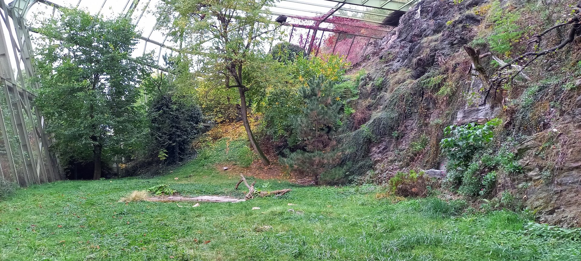 Large bird of prey walk-in aviary