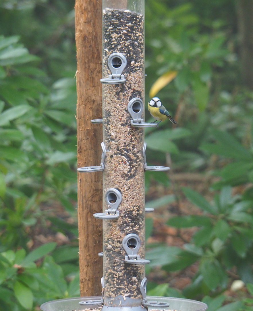 Large bird seed feeder with Eurasian blue tit (Cyanistes caeruleus), 2021-10-10