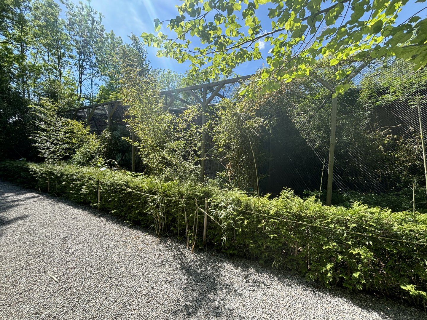 Large Birds of Prey Line