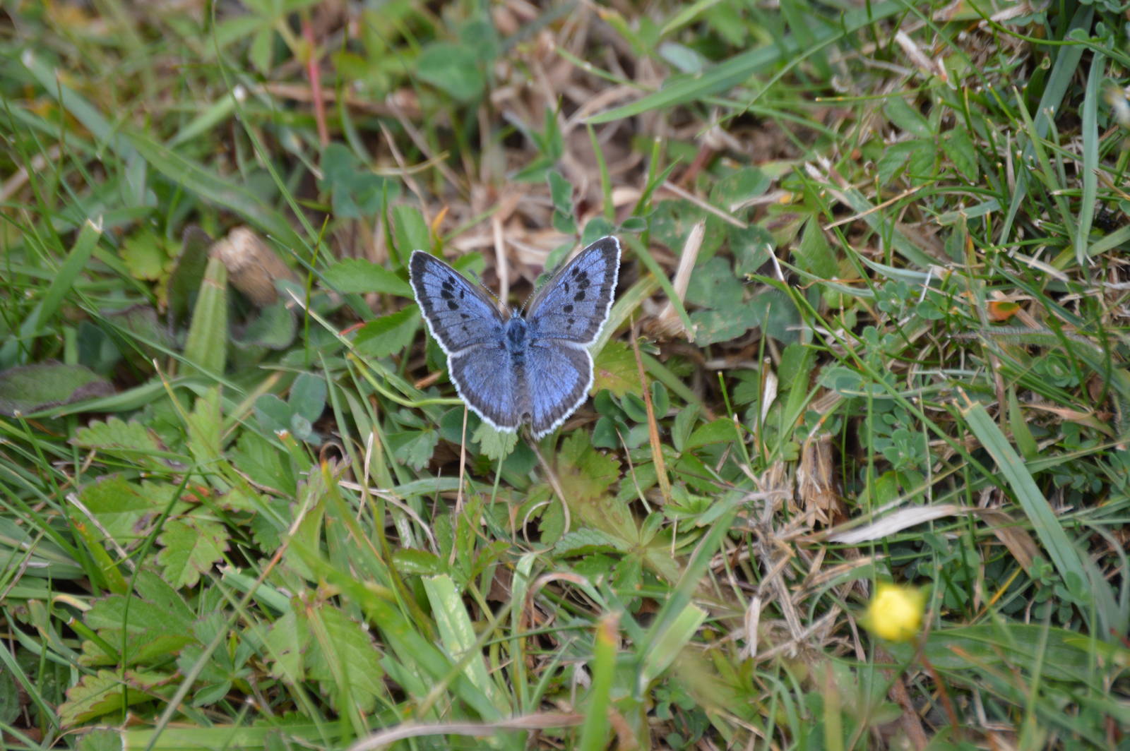 Large Blue Butterfly