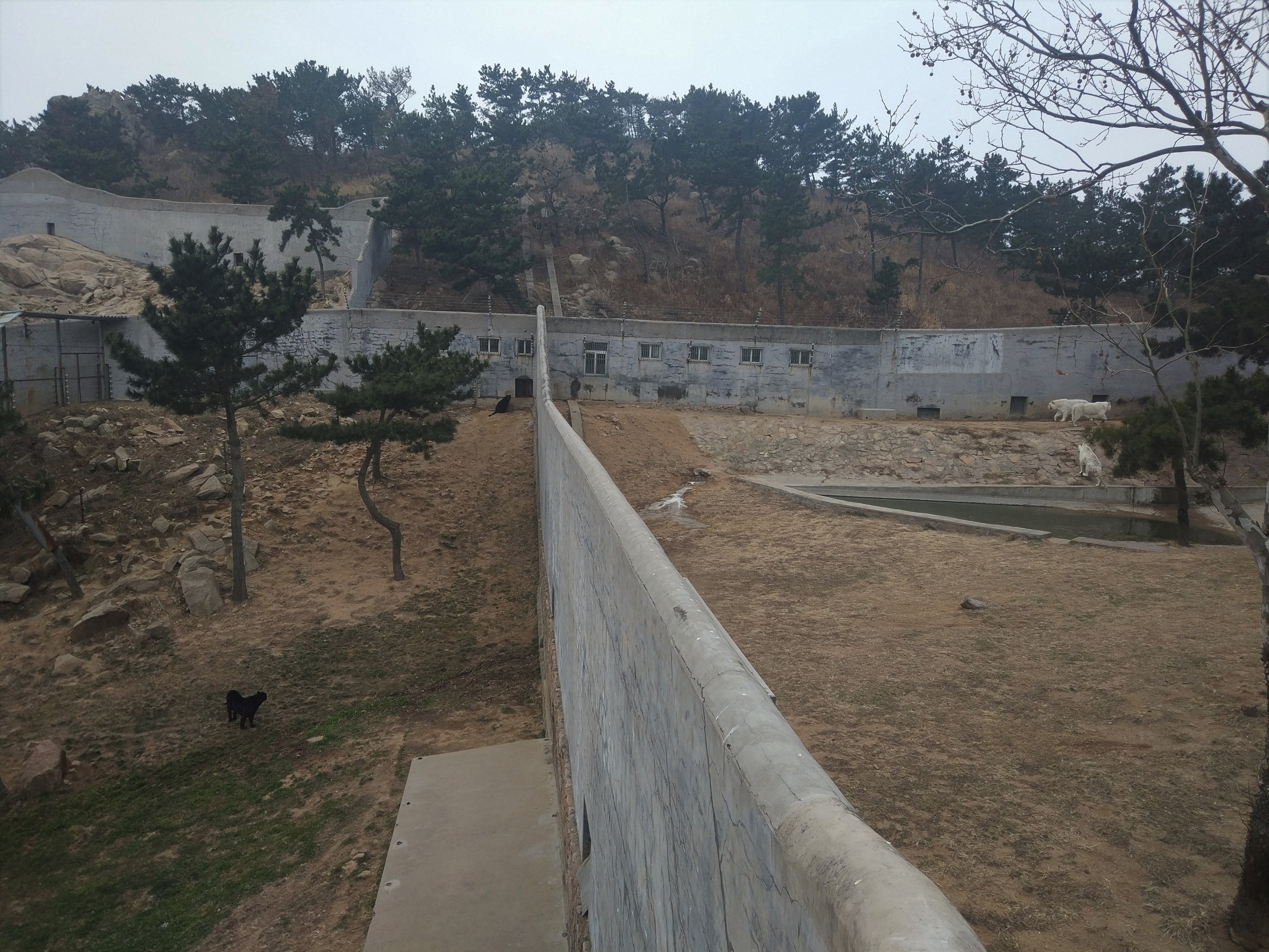 Large Carnivore Containment