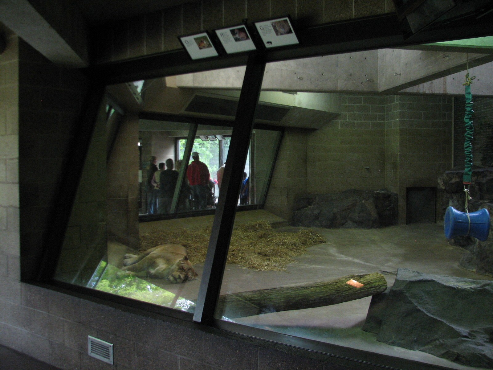 Large Cats - African Lion Bedroom