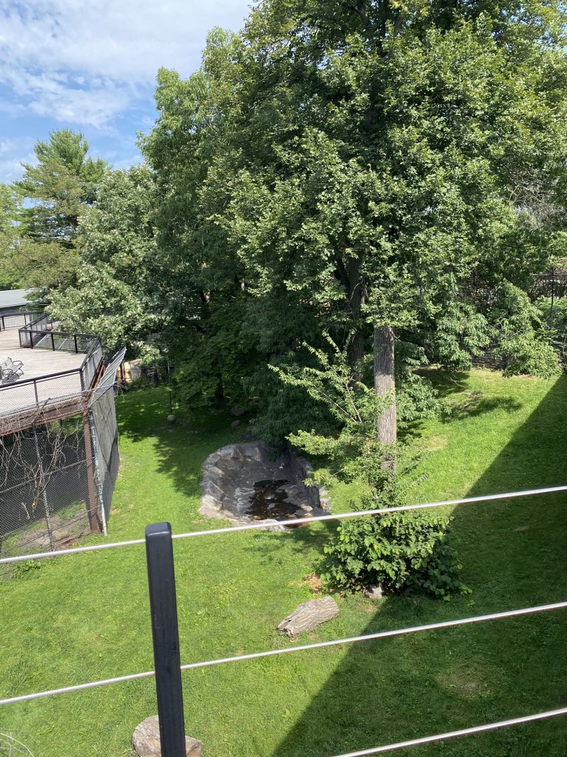 Large cats- African lion exhibit