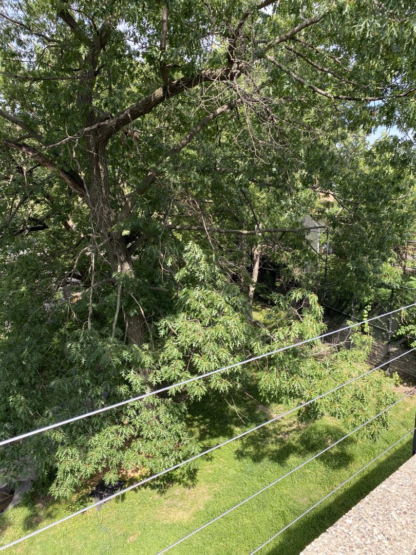 Large cats- African lion exhibit
