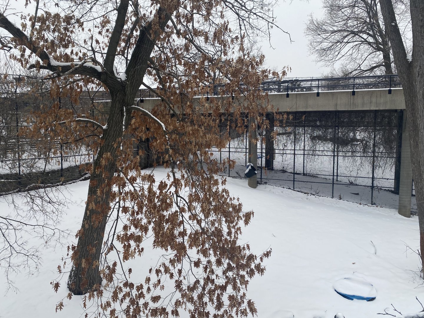 Large Cats - African Lion Exhibit