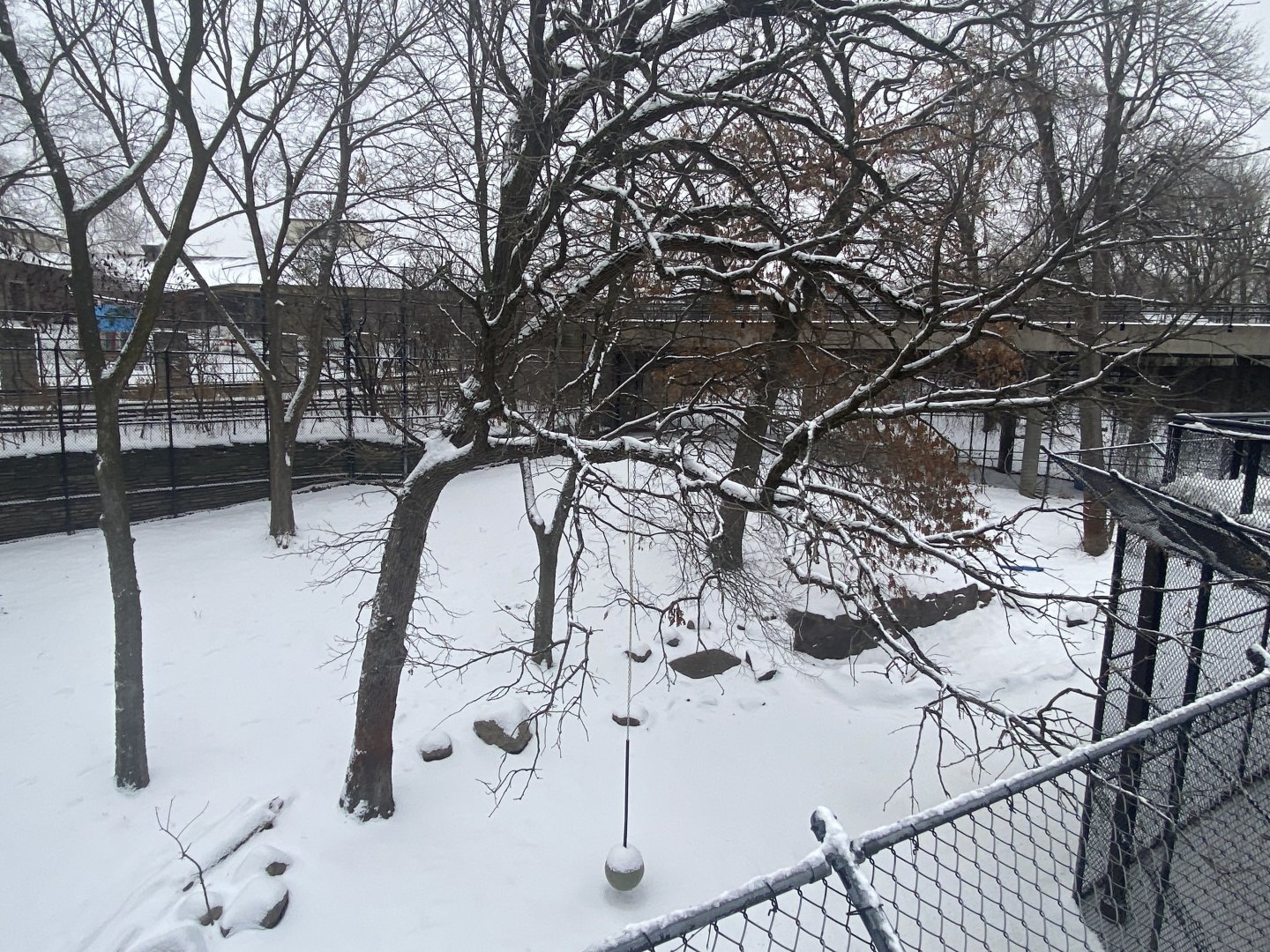 Large Cats - African Lion Exhibit