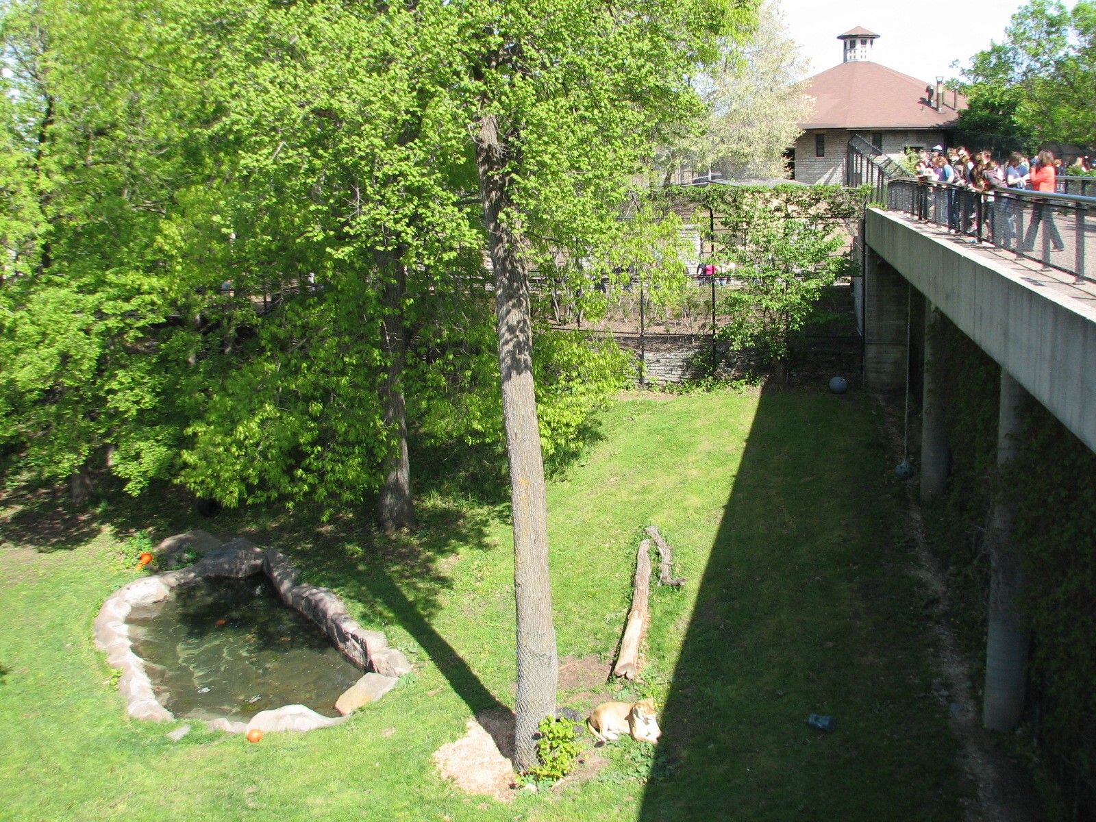 Large Cats - African Lion Exhibit