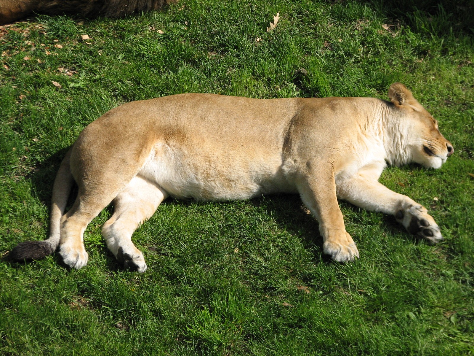 Large Cats - African Lion