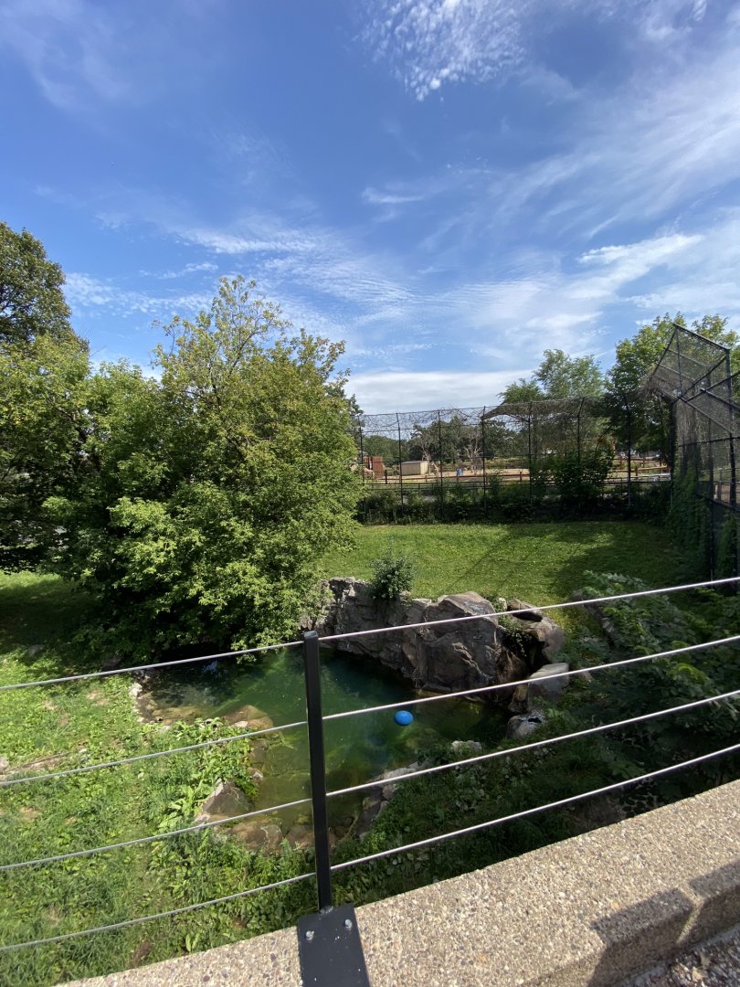 Large cats- Amur tiger exhibit