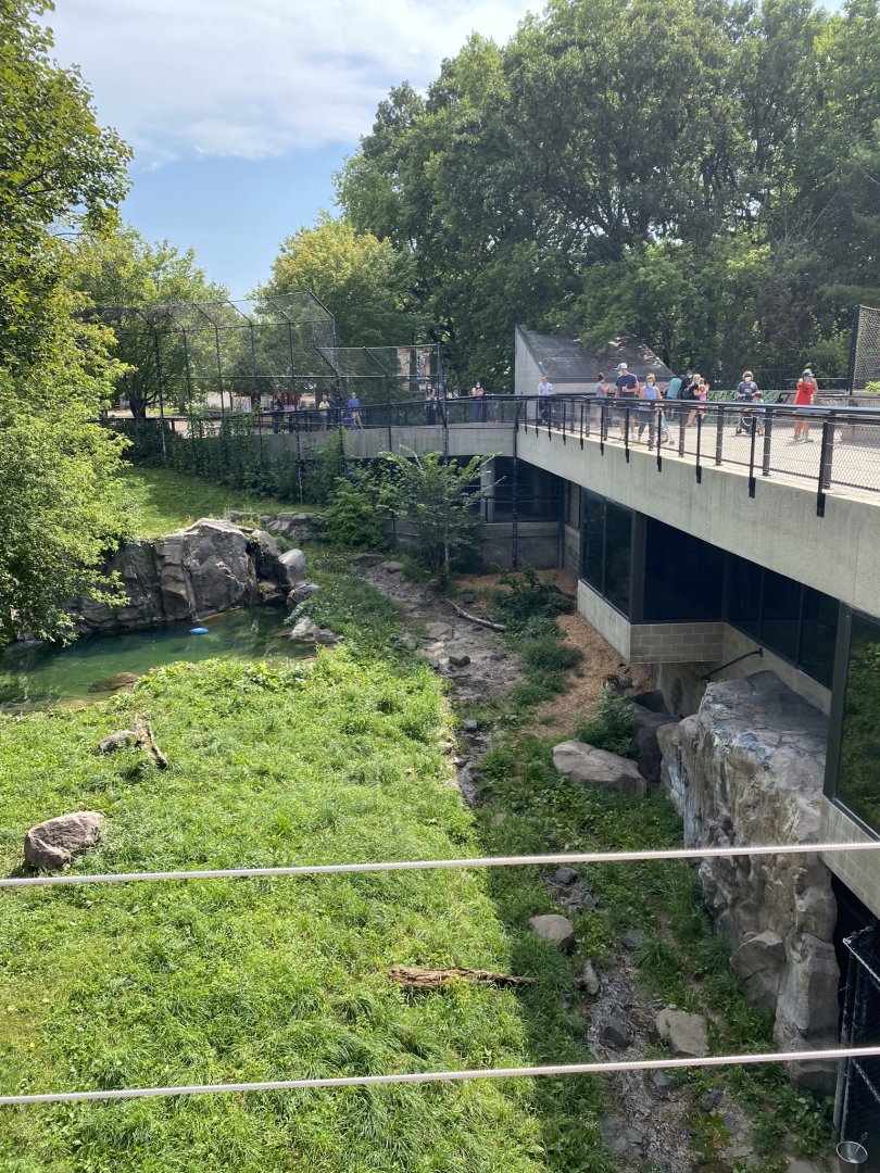 Large cats- Amur tiger exhibit