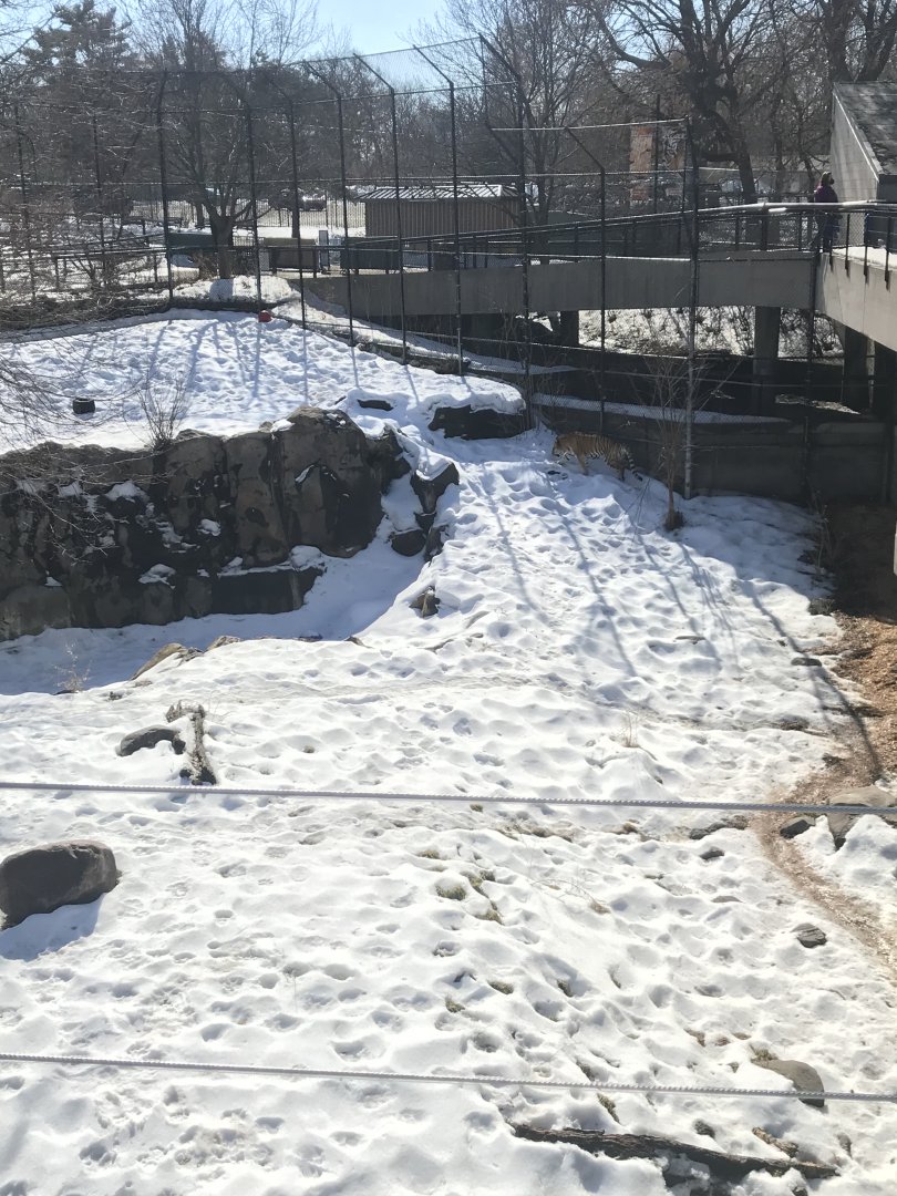 Large cats- Amur tiger exhibit
