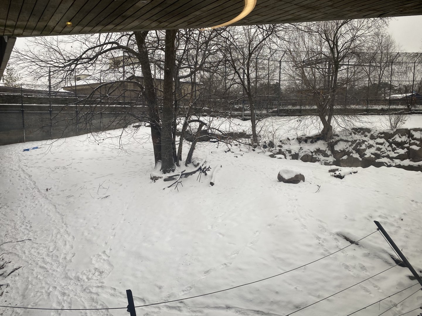 Large Cats - Amur Tiger Exhibit