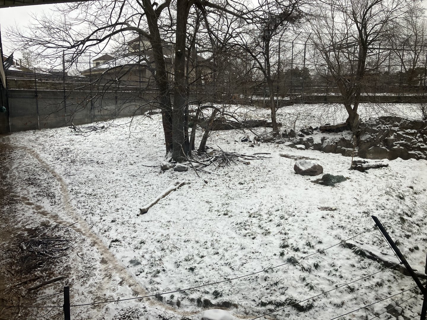 Large Cats - Amur Tiger Exhibit