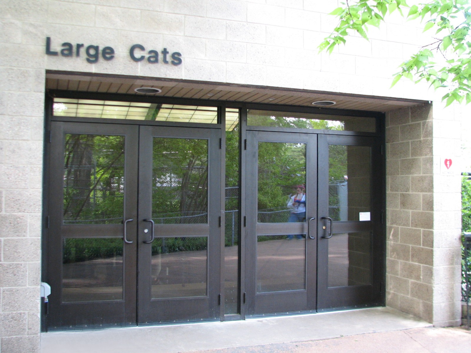 Large Cats - Building Entry