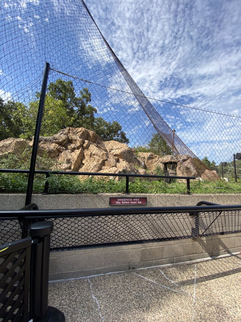 Large cats- cougar exhibit